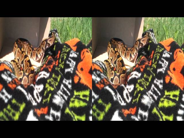 3D Python
