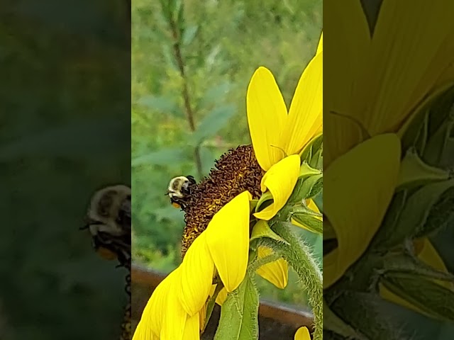 Wisdom of the Bee...