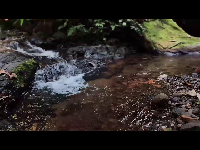 Relaxing Music, Sleep Music, Water Sounds, Meditation Music, Healing Piano for Mindfulness