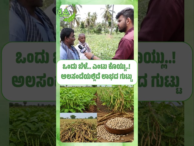 ಒಂದು ಬೆಳೆ...ಎಂಟು ಕೊಯ್ಲು..! ಅಲಸಂದೆಯಲ್ಲಿದೆ ಲಾಭದ ಗುಟ್ಟು | Cowpea Cultivation Offers Multiple Harvests