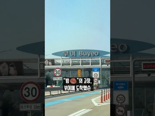 🌰요즘 제일 핫한 ‘밤의 고장’ 부여에 가다