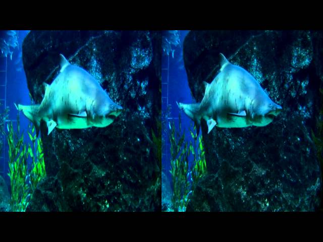 Swimming with Sharks Trailer in 3D