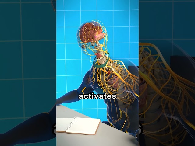 How Stress Works 😱