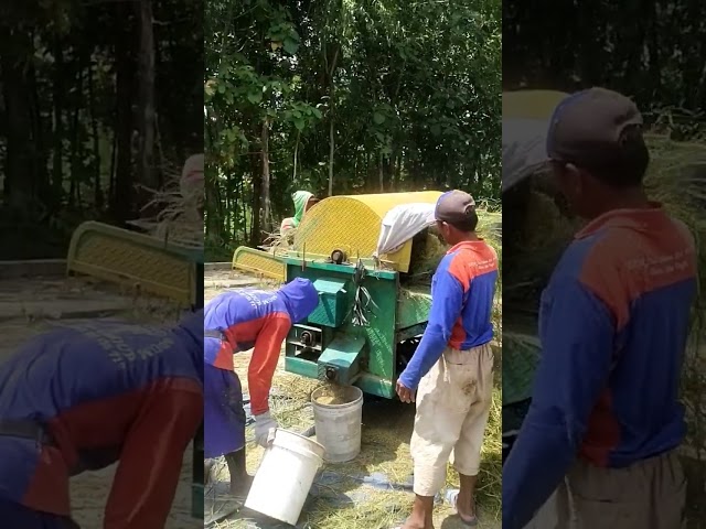 Penen Padi