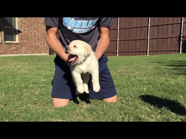 Hercules - MALE Lab Puppy Temperament Test