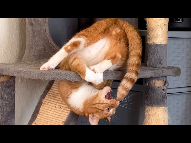 The Viral Orange Cats That Everyone Is Talking About! 🤣