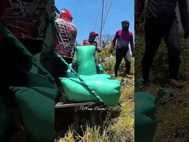 Kombi Bimo 102 SS Sedang Menurunkan Gabah #shorts