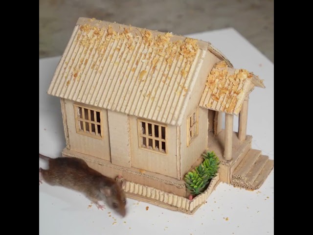 Videos for cats with mice - Cat TV