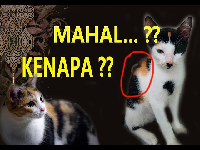 THE MYSTERY OF THE CALICO CAT