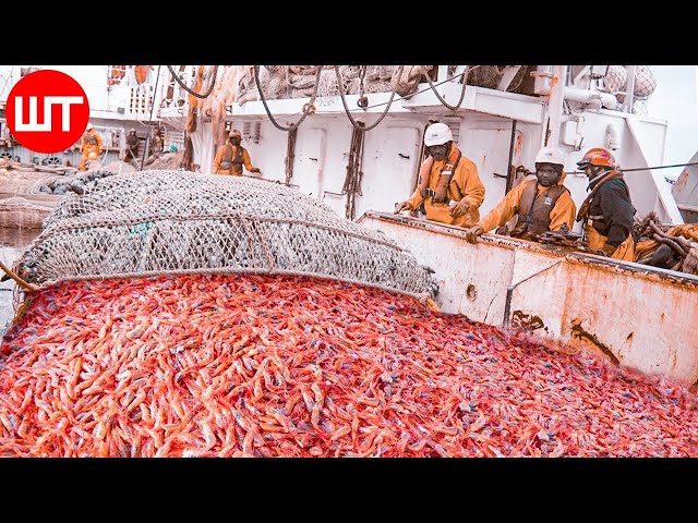 How Millions of Shrimp Are Caught & Processed | From Sea to the Shrimp Processing Factory
