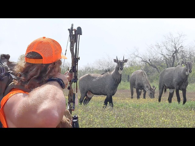 Nilgai Hunting w/ a BOW!