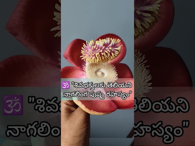 "🕉️ "శివభక్తులకు తెలియని నాగలింగ పుష్ప రహస్యం" #shorts #devotional #lordshiva