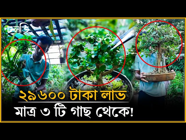 ৪০০ টাকার গাছ ৩০ হাজার টাকা! | চলতি