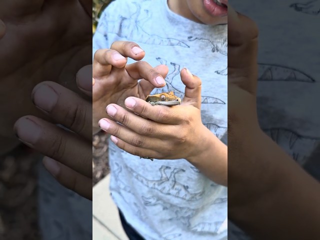 Jeremy finds a Crested Gecko