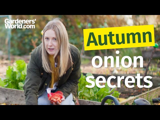 The easiest way to grow ONIONS this autumn