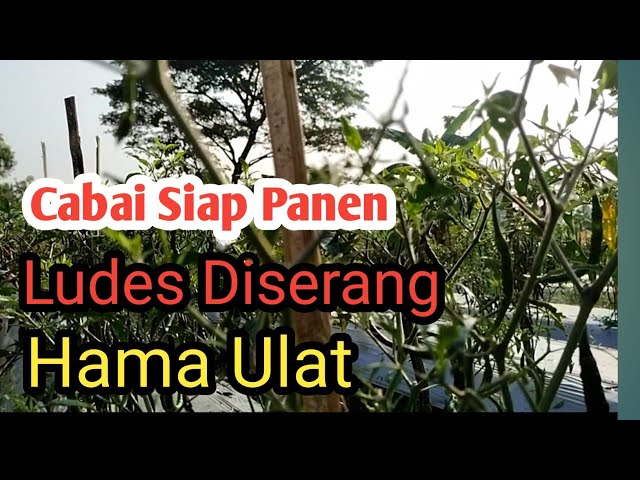 Cabai Siap Panen, Ludes Diserang Hama Ulat