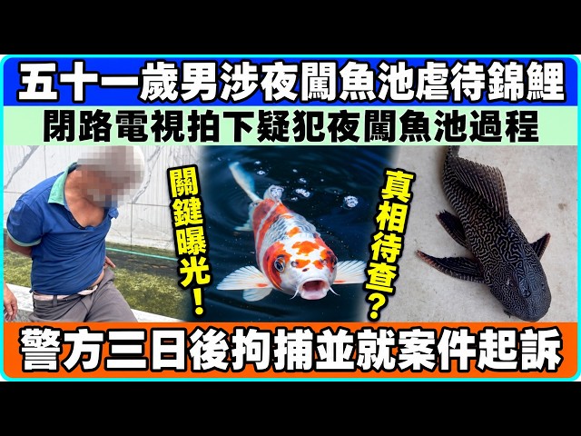 懶人包！泰國變態大叔半夜全裸跳入水池性侵錦鯉，CCTV直擊全過程！