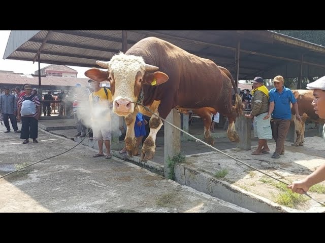 A GROUP OF ANGERED COWS CAUSES A Uproar‼️🔥