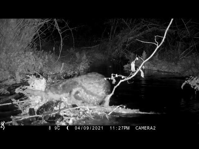 Dorset Wildlife Trust Beaver Project Dam building   Female beaver adding fresh cut branch