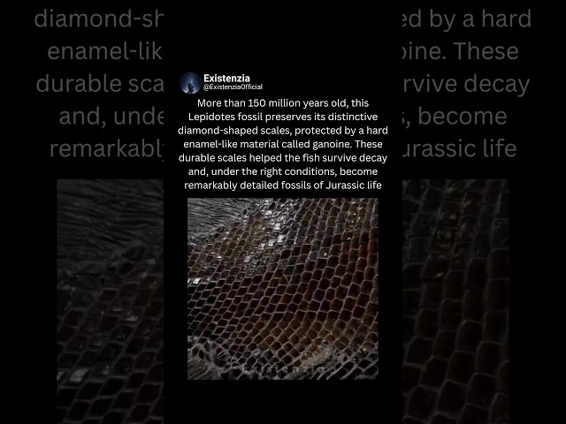 Lepidotes : A 150 Million Year Old Fish Fossil
