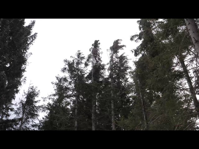 Strong Howling Wind Sound 2 Hours / Swaying Spruce Trees in The Wind