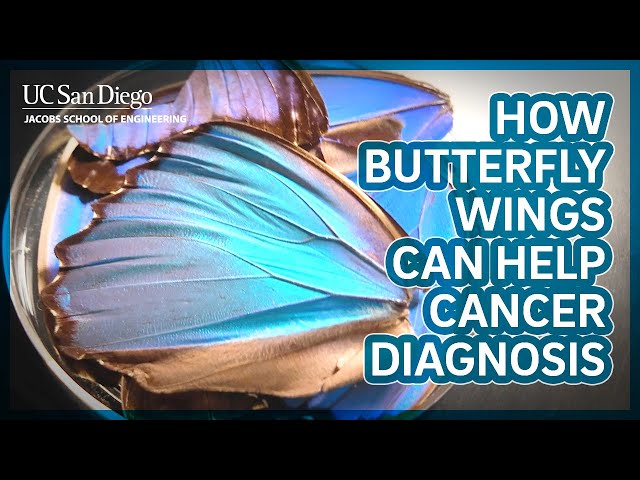How butterfly wings could improve cancer diagnosis