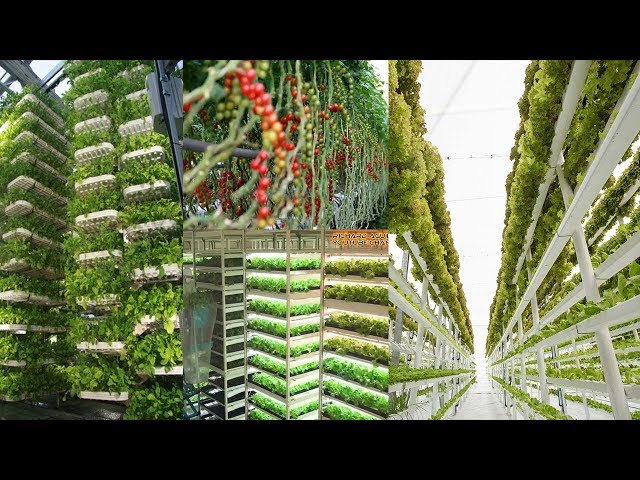 The Rise of Newest High-Tech Indoor Farming Is Gaining Popularity Worldwide