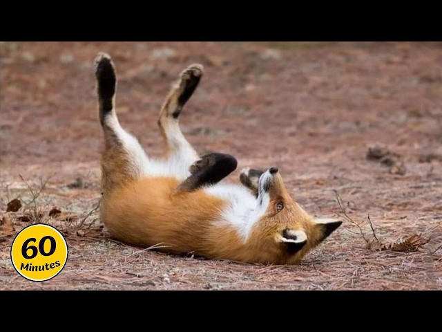 Hilarious Animals Video of 2026 Was Definitely Worth The Wait! 🤣