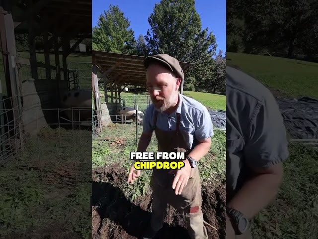 Pigs built this massive pile of compost