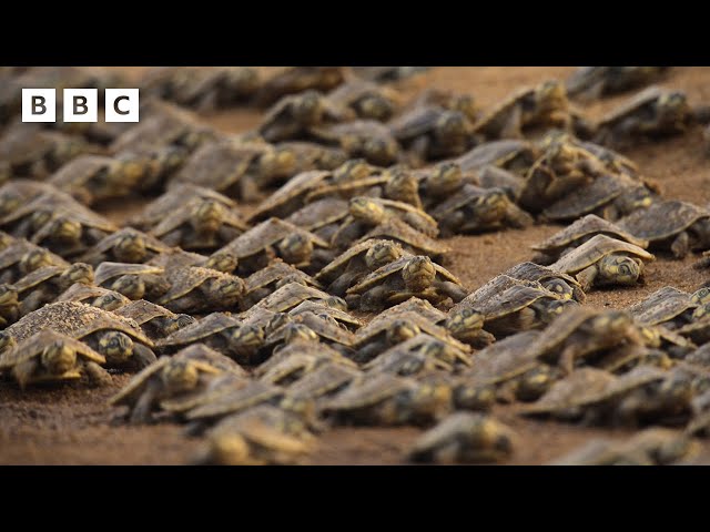 The biggest gathering of freshwater turtles on the planet | Parenthood - BBC