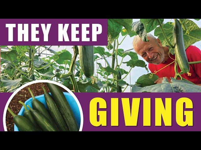 Cucumbers' Long Harvest Season