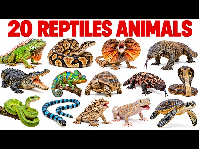 20 Reptile Animals for Kids 🐍🦎🐊🐢 | Learn Reptile Names in English & Hindi | Kids Learning Video