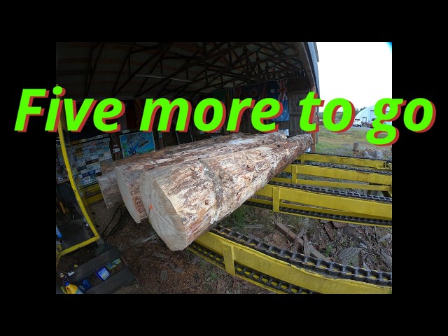 Five more spruce logs to saw # 928