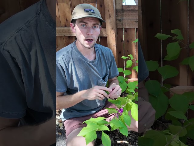 This Texas Shrub Repels Mosquitoes Better Than DEET