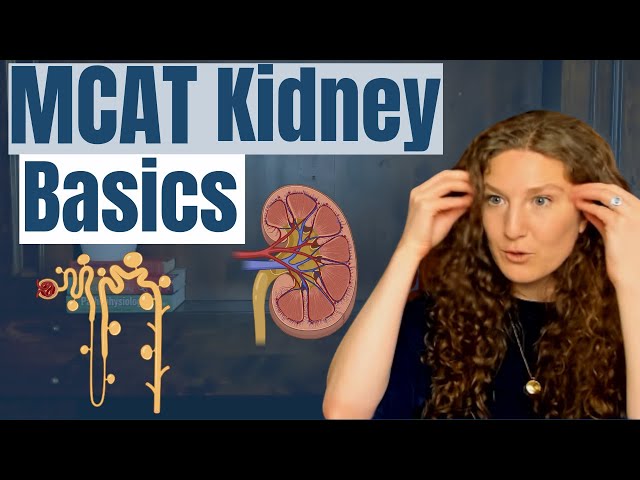 MCAT Biology: Kidney Essentials