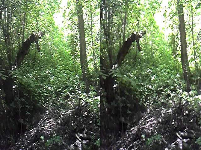 I was walking in the woods one day...