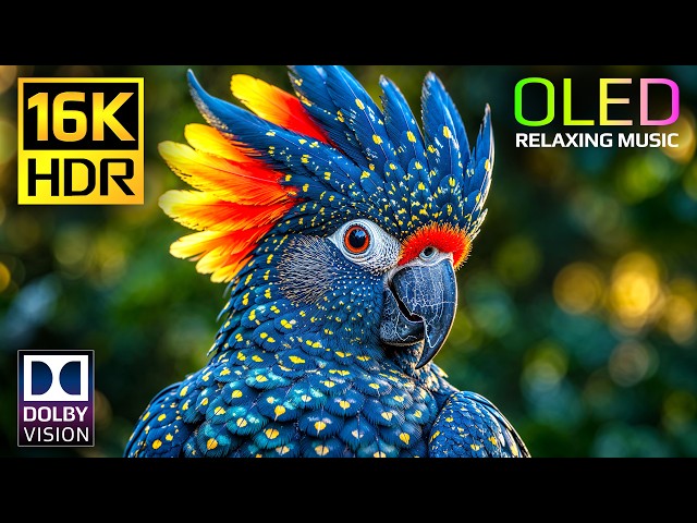 Unbelievable OLED Test HDR Video 16K 120fps | Dolby Vision HDR for 4K • 8K Video Ultra HD TVs