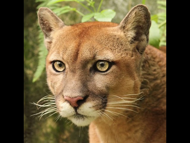 Fact Friday! Cats Purr! (See description)