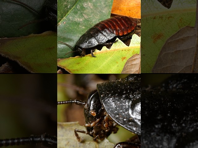 This Hissing Cockroach Stays Clean Thanks to Its Mites | #DeepLook #Shorts
