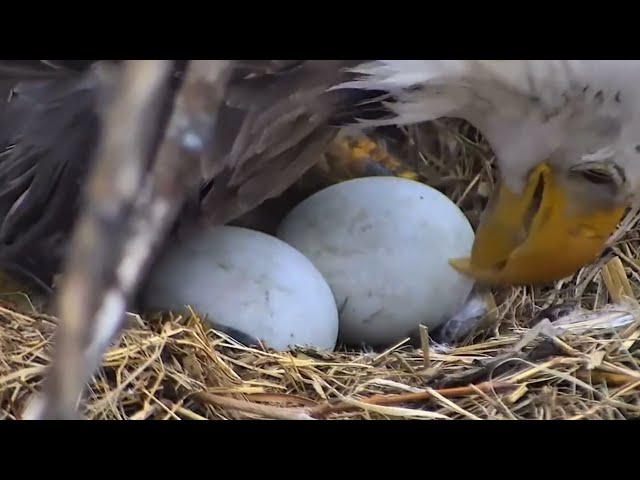 Bald Eagle Lotus Rolls Her Eggs