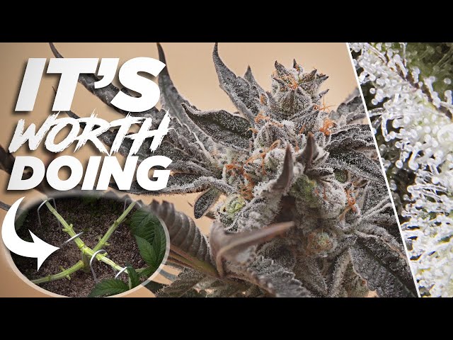 From Hermie to Harvest? DON'T Throw That Plant Away! | Seed to Harvest