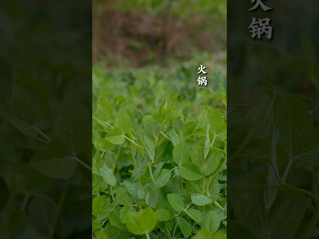 Harvesting Chinese Radish Greens & Cooking Them with Pork and Fresh Chilies | Traditional Recipe