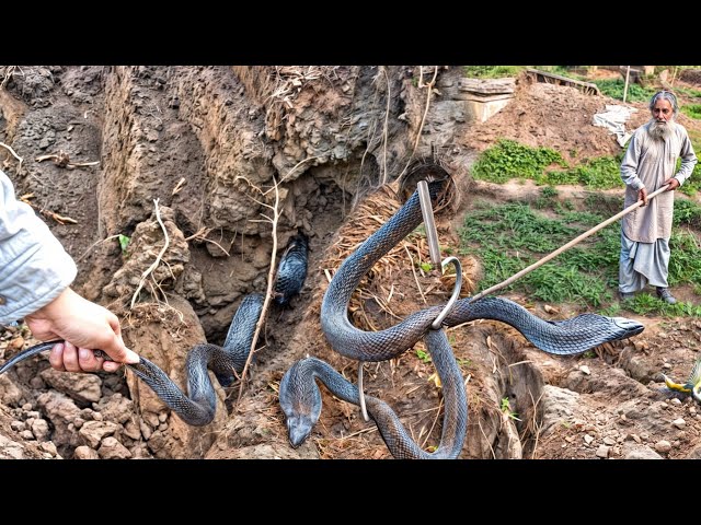 First ever sighting of a pair of Indian Spectacled Cobras in India, villagers terrified