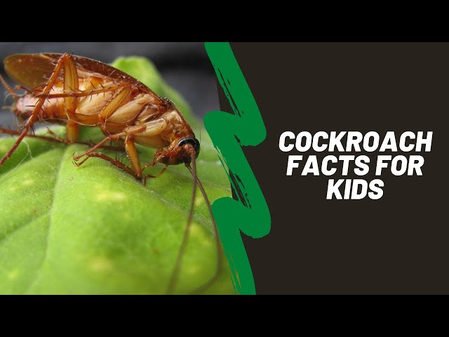 Cockroach Facts For Kids - Life Cycle, Habitat and Parts