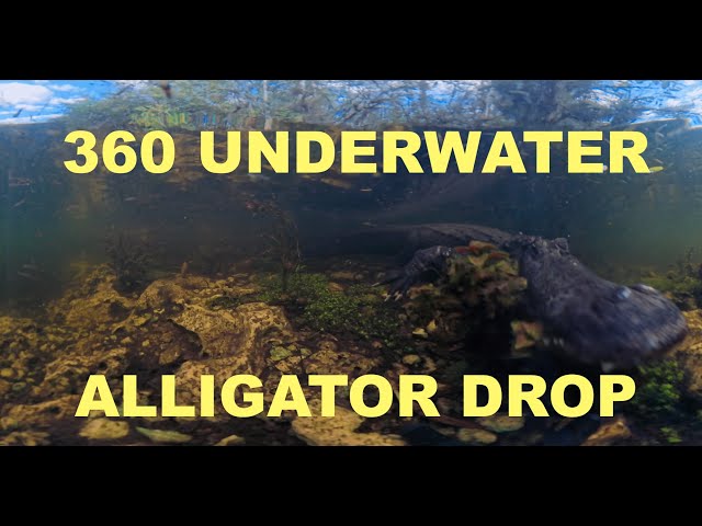 CAMERA DROP on TOP of an ALLIGATOR in the EVERGLADES - 360 FOOTAGE!!!