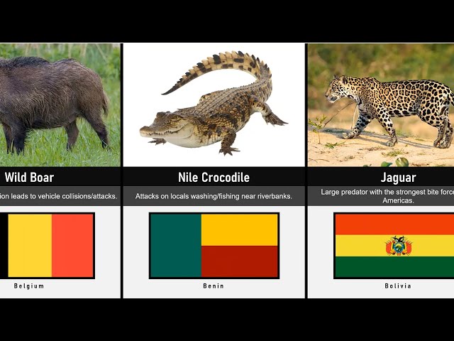 The Most Dangerous Animals by Country 2026