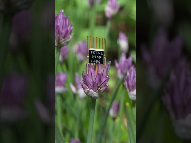 Let's analyze a silicon chip from 1964