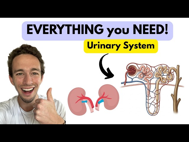 Urinary System & the Nephron - Anatomy and Physiology (Made EASY!)