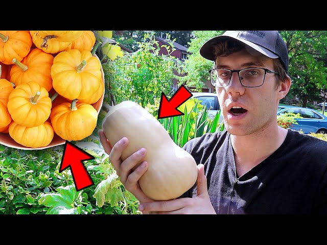 Jack Be Little MINI Pumpkin Harvest from My Front Yard Garden!