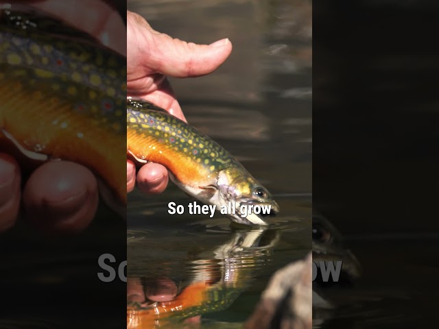 Ever Wonder Why You Only Catch Small Brook Trout?